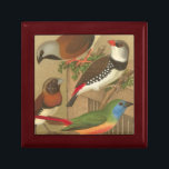 Five Colorful Pet Birds Perched on a Branch Jewelry Box<br><div class="desc">Cassel Plakater's art is very distinctive. This painting of five tropical birds is colorful and would be perfect for any avian lover. Choose this artprint today on your product.</div>