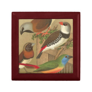 Five Colorful Pet Birds Perched on a Branch Jewelry Box