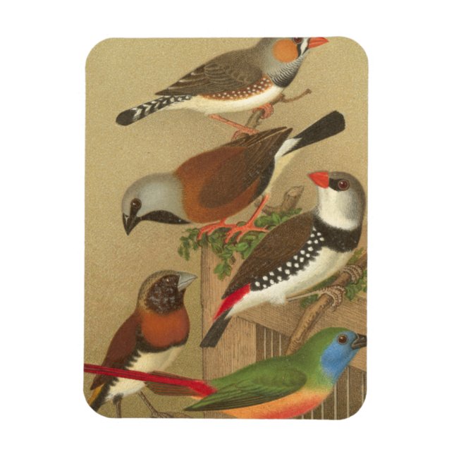 Five Colorful Pet Birds Perched on a Branch Magnet (Vertical)