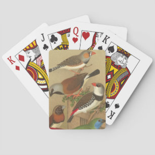Five Colorful Pet Birds Perched on a Branch Poker Cards
