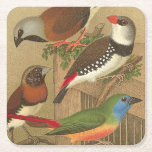 Five Colorful Pet Birds Perched on a Branch Square Paper Coaster