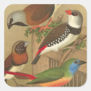 Five Colorful Pet Birds Perched on a Branch Square Sticker