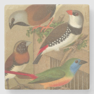 Five Colorful Pet Birds Perched on a Branch Stone Coaster