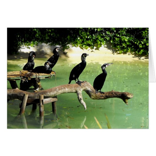 Five cormorants in springtime cards (Front Horizontal)