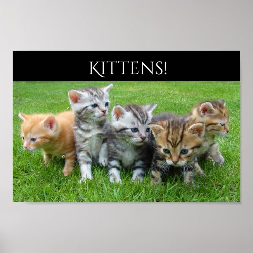 Five Cuddly Kittens Poster