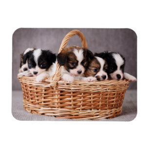 Five cute puppies in a basket magnet