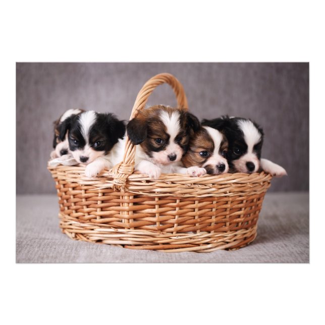 Five cute puppies in a basket photo print (Front)