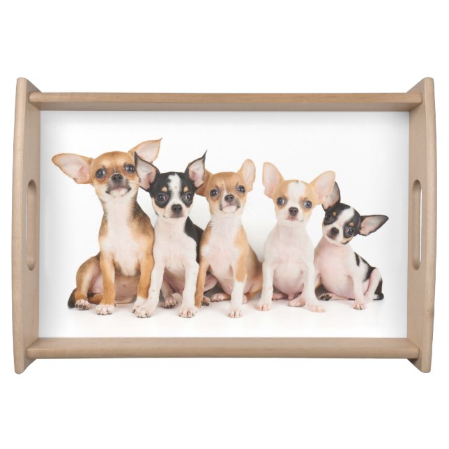 Five cute puppies serving tray (Front)