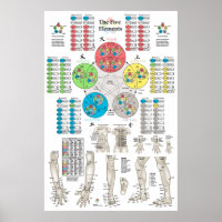 Five Elements of Acupuncture Points Poster