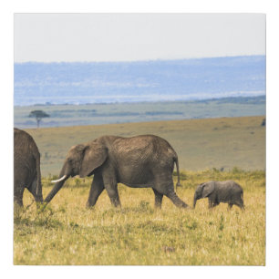FIVE ELEPHANTS ON BROWN GRASS FAUX CANVAS PRINT
