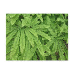 Five Finger Maidenhair Fern Postcard