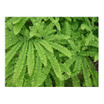 Five Finger Maidenhair Fern Poster