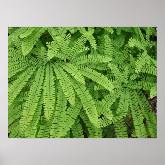 Five Finger Maidenhair Fern Poster (Front)