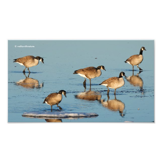 Five Goosestepping Canada Geese Photo Print (Front)