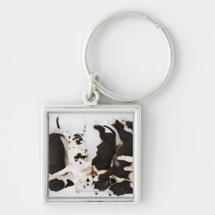 Five Harlequin Great Dane puppies sleeping in Keychain