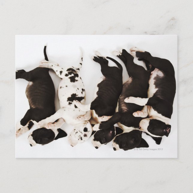 Five Harlequin Great Dane puppies sleeping Postcard (Front)