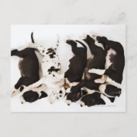 Five Harlequin Great Dane puppies sleeping