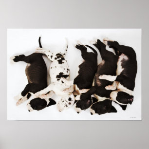 Five Harlequin Great Dane puppies sleeping Poster
