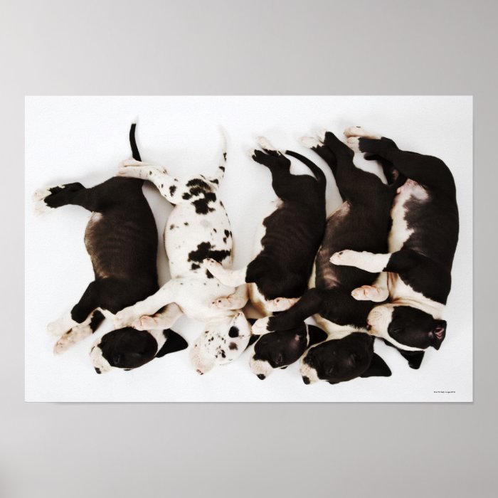 Five Harlequin Great Dane puppies sleeping Poster