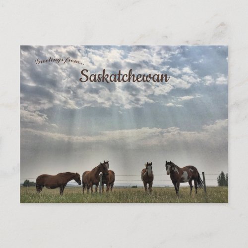 Five Horses in Mortlach Saskatchewan Canada Postcard