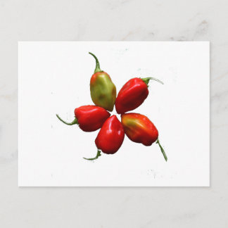 Five Hot Habanero Peppers Photograph Postcard