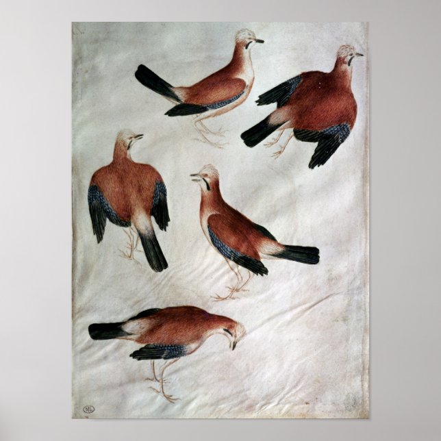 Five Jays, from the Vallardi Album Poster (Front)