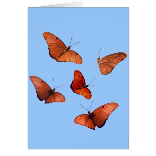 Five Julia Butterflies Cards (Front)