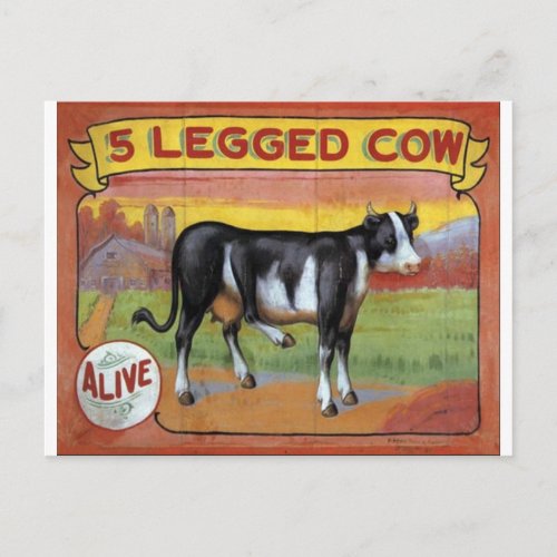 Five Legged Cow Postcard