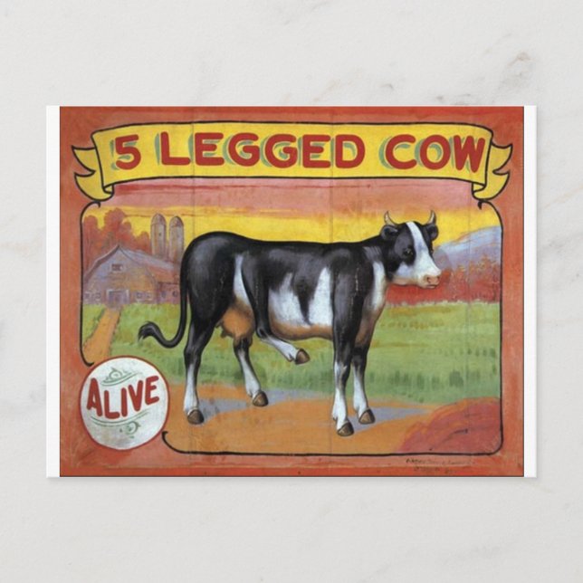 Five Legged Cow Postcard (Front)