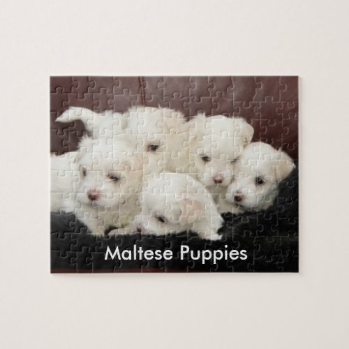 Five Maltese Puppies on a Puzzle