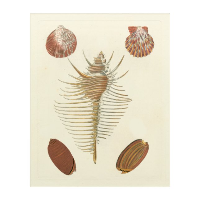 Five of a Kind Seashells Acrylic Print (Front)