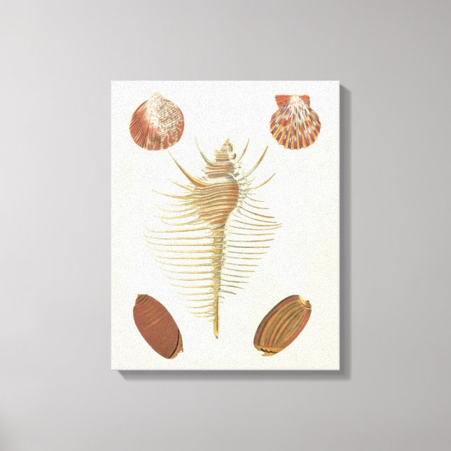 Five of a Kind Seashells Canvas Print (Front)