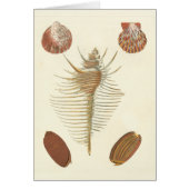 Five of a Kind Seashells Cards (Front)