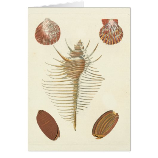 Five of a Kind Seashells Cards (Front)