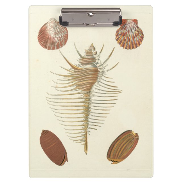 Five of a Kind Seashells Clipboard (Front)