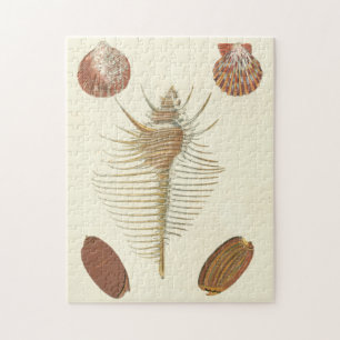 Five of a Kind Seashells Jigsaw Puzzle