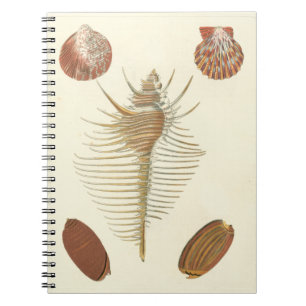 Five of a Kind Seashells Notebook