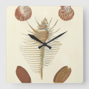 Five of a Kind Seashells Square Wall Clock