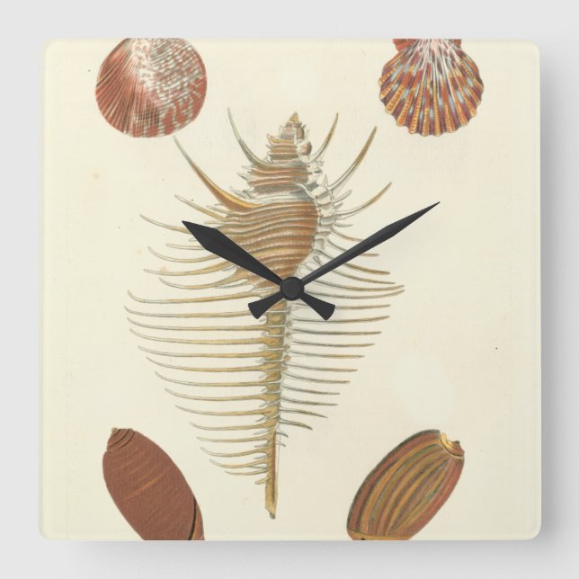 Five of a Kind Seashells Square Wall Clock (Front)
