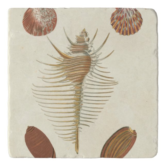 Five of a Kind Seashells Trivet (Front)