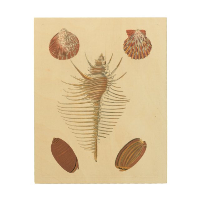 Five of a Kind Seashells Wood Wall Art (Front)