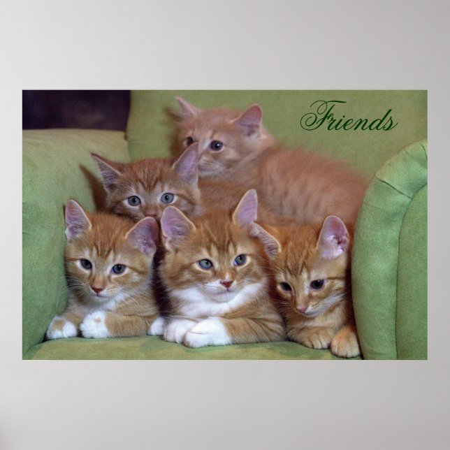 Five Orange Kittens on Chair Poster (Front)