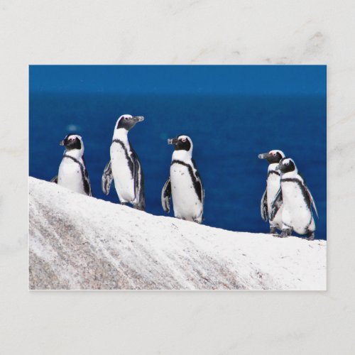 Five Penguins Hanging on a Rock Photo in Africa Postcard