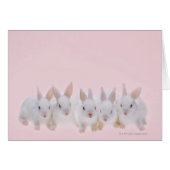Five Rabbits 2 (Front Horizontal)