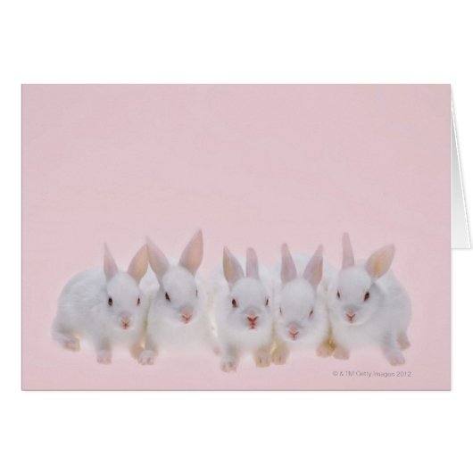Five Rabbits 2 Cards (Front Horizontal)