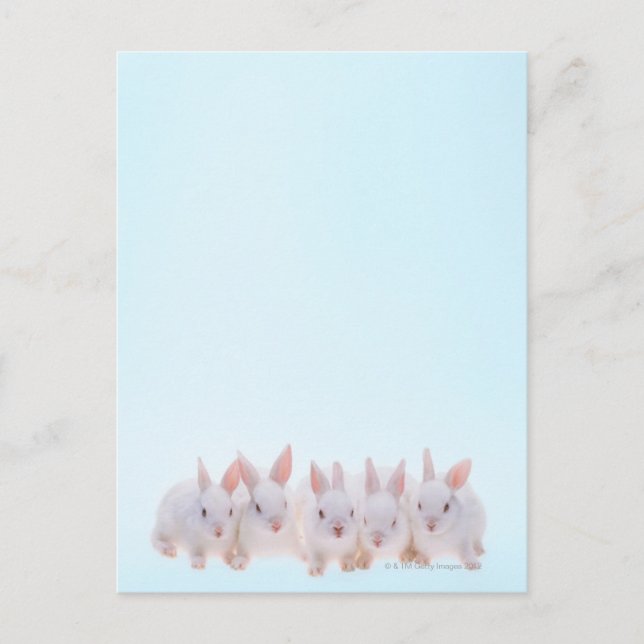 Five Rabbits Postcard (Front)
