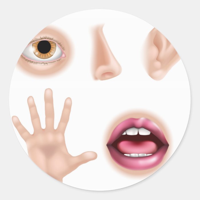 Five Senses Body Parts Stickers