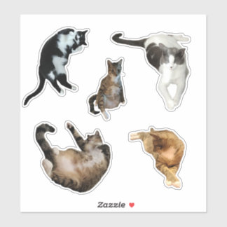 Five Silly Cat Tails Sticker