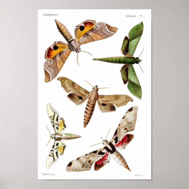 Five sphinx moths poster (Front)
