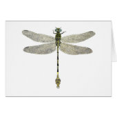 Five-Striped Leaftail Dragonfly (Front Horizontal)